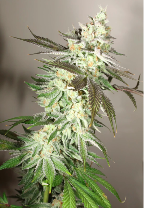 ENCHANTED RUNTZ: Hood Candy X Purple Hindu Kush (10 Reg) - ChaiLife ...