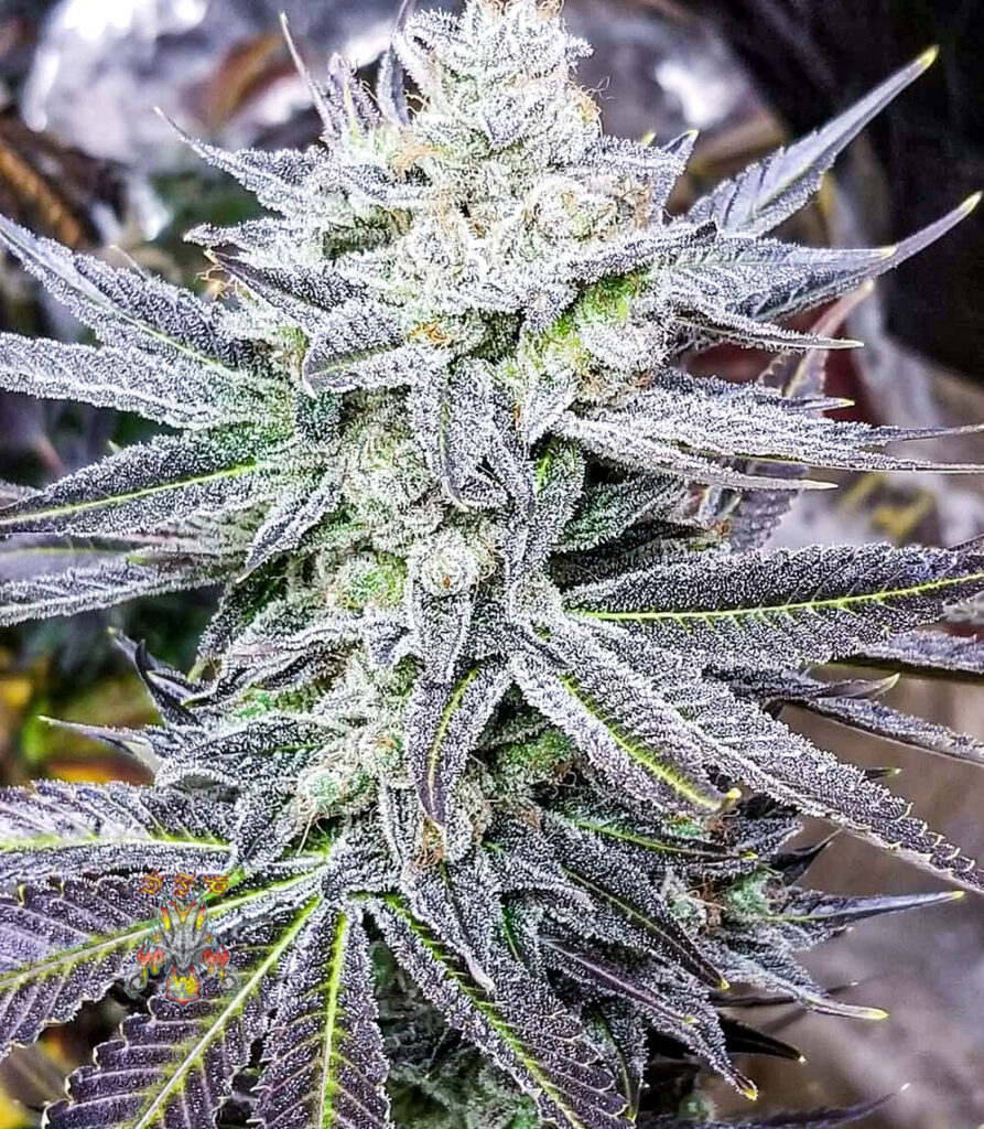 Buy Gangster OG Strain Online in Canada