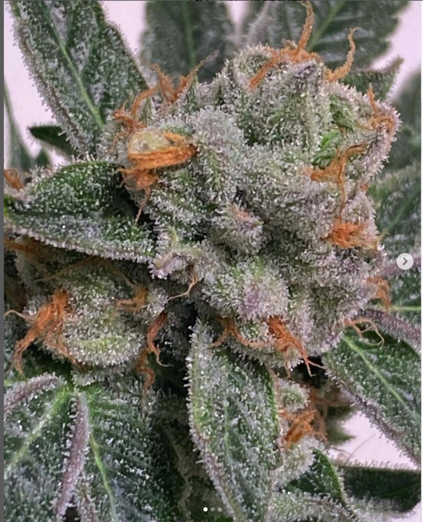 GRAPE FURY: Grape Pie X Grape Stomper OG Bx1 (12) Reg - ChaiLife Genetics